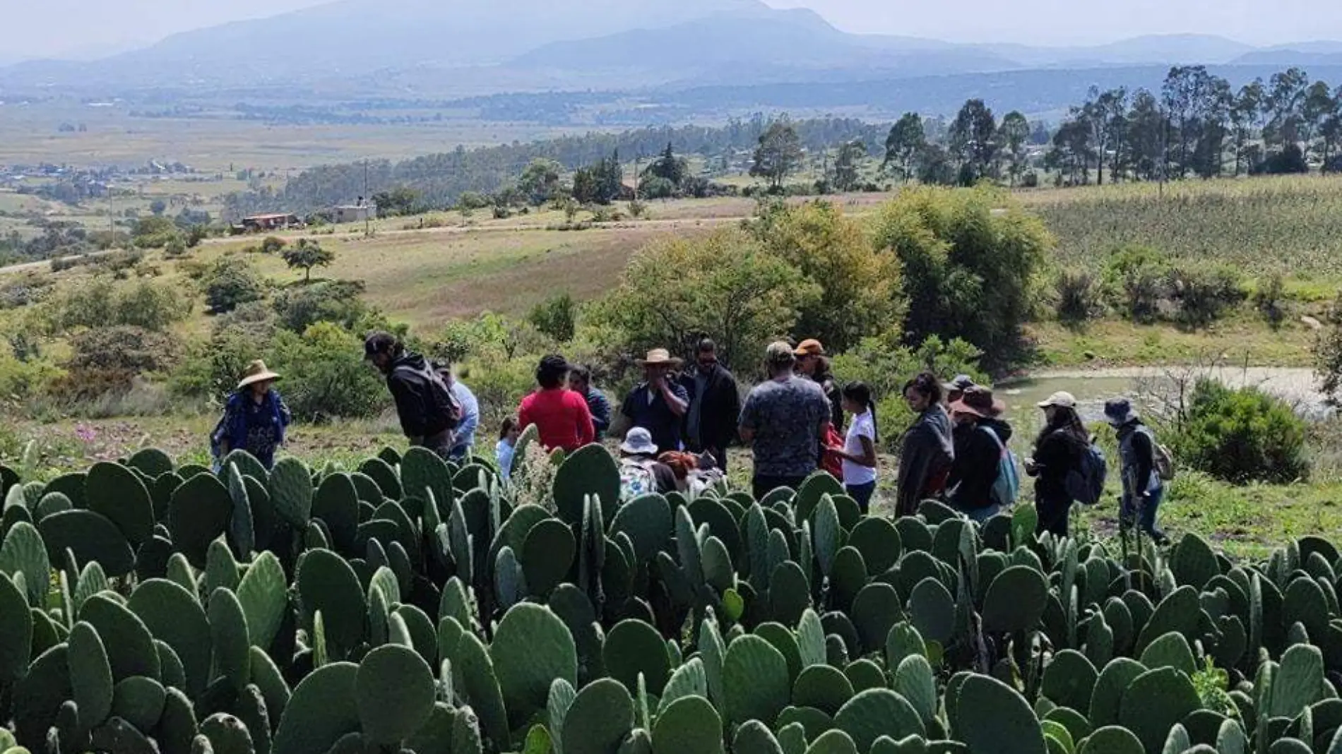 Nopalitos El varal